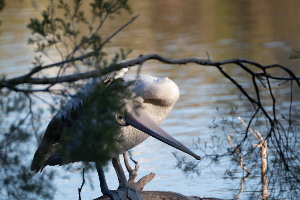 Pelican looking at you from behind a branch.